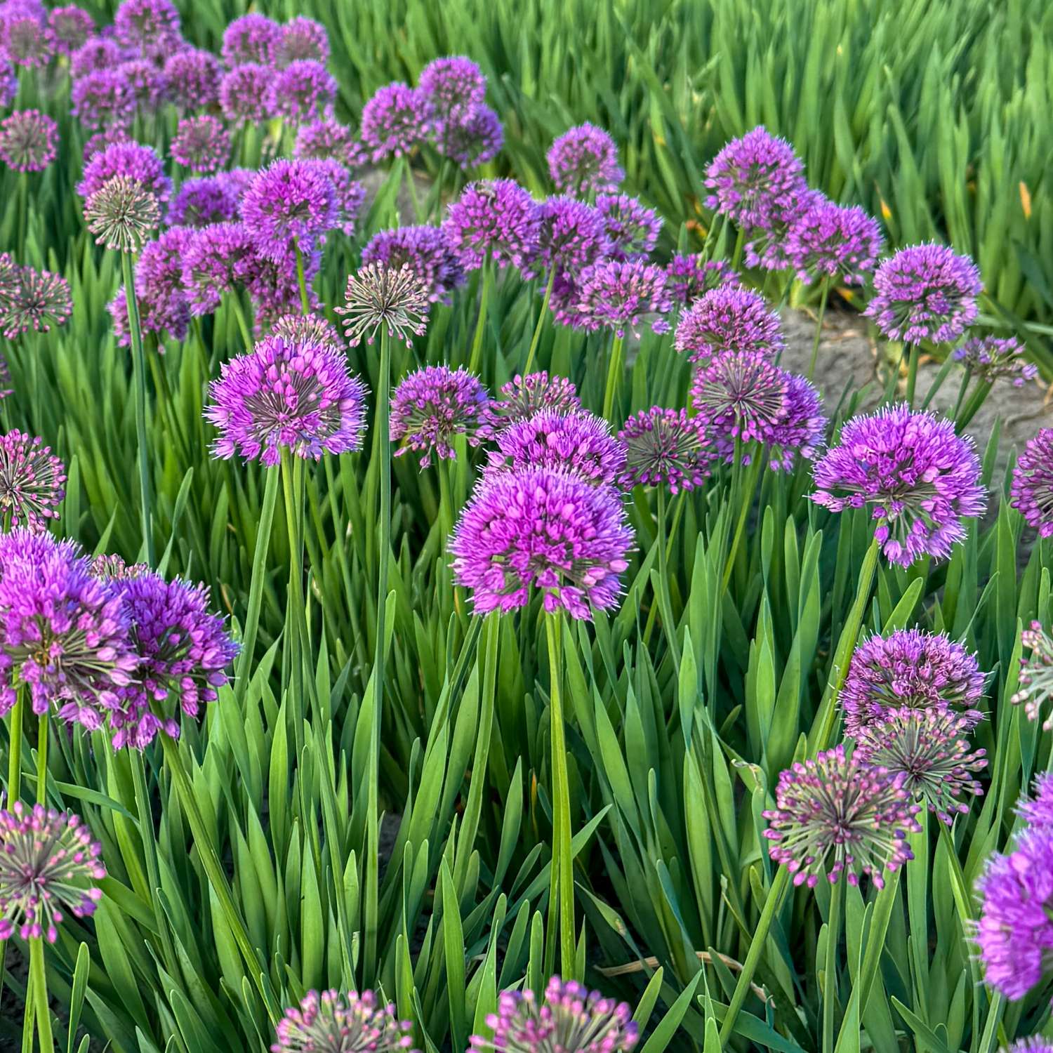 Allium 'Lavender Bubbles'